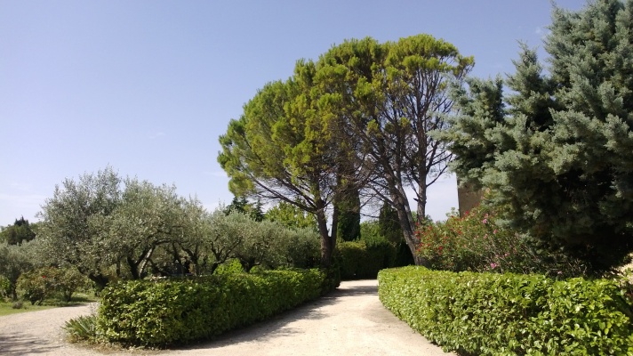 Les pins de Provence, on entend presque les cigales